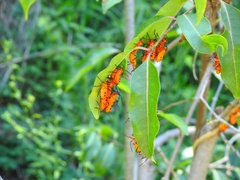 Sephina