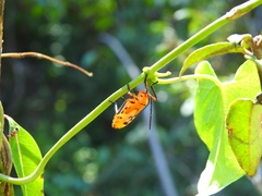 Sephina