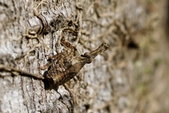Amyclinae
