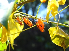 Sephina