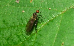 Hybotinae