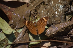 Bebearia sophus sophus