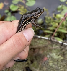 Lithobates virgatipes