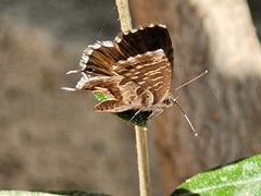 Cacyreus marshalli