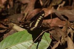 Graphium latreillianus