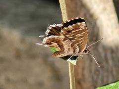 Cacyreus marshalli