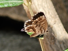 Cacyreus marshalli