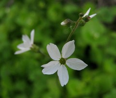 Lithophragma cymbalaria