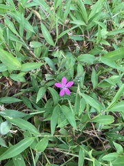 Dianthus armeria