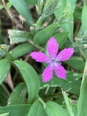 Dianthus armeria