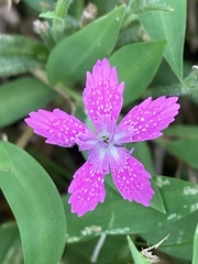 Dianthus armeria