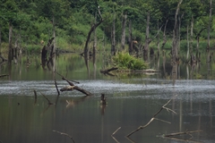 Mecistops leptorhynchus