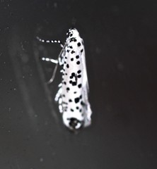 Yponomeuta pustulellus