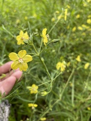Lysimachia quadriflora