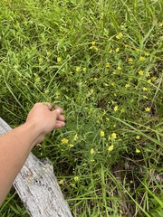 Lysimachia quadriflora