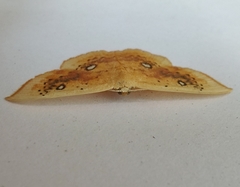 Cyclophora albiocellaria