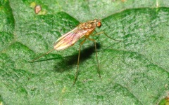 Xanthochlorus