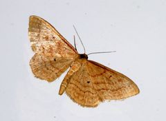 Idaea rufaria