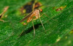 Xanthochlorus