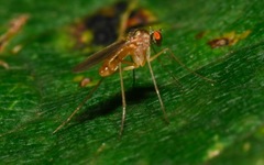 Xanthochlorus
