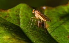 Xanthochlorus