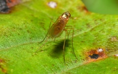 Xanthochlorus