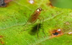 Xanthochlorus