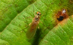 Xanthochlorus