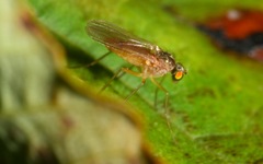 Xanthochlorus