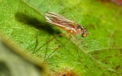 Xanthochlorus