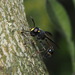 Monoceromyia obscura - Photo (c) wklegend, algunos derechos reservados (CC BY-NC), uploaded by wklegend
