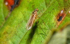 Xanthochlorus