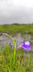 Utricularia reticulata