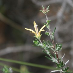 Wahlenbergia cinerea