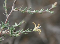 Wahlenbergia cinerea
