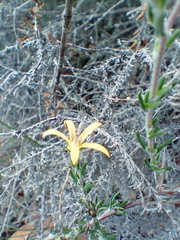 Wahlenbergia cinerea