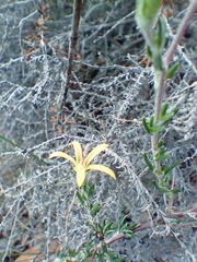 Wahlenbergia cinerea
