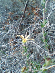 Wahlenbergia cinerea