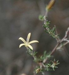 Wahlenbergia cinerea