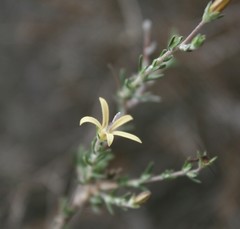 Wahlenbergia cinerea