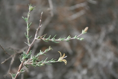 Wahlenbergia cinerea