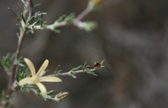 Wahlenbergia cinerea