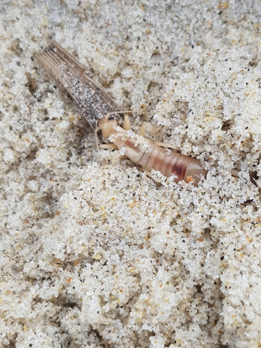 photo of Shore Earwig (Labidura riparia)