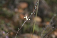 Wahlenbergia cinerea