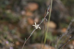 Wahlenbergia cinerea