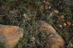 Wahlenbergia cinerea