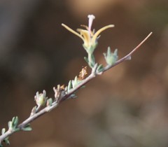 Wahlenbergia cinerea