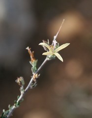 Wahlenbergia cinerea