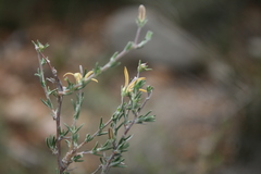Wahlenbergia cinerea