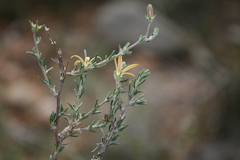 Wahlenbergia cinerea